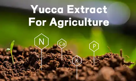 What Does Yucca Extract Do for Plants?